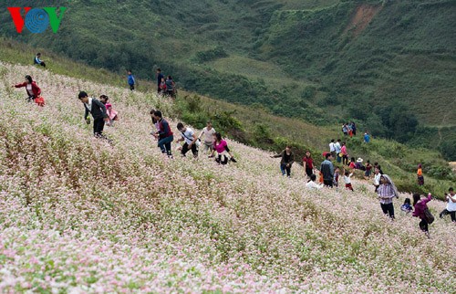 Buckwheat flowers blossom in Si Ma Cai - ảnh 5